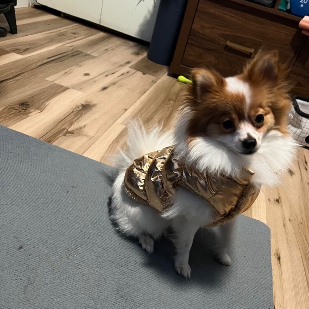 Brand new gold metallic dog puffer coat
Perfect for cold weather walks! - Picture 3 of 6